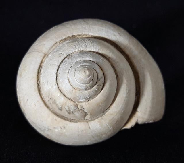 Crommium angustatum (GRATELOUP 1827) - Bild &copy; FossNet FossilienStore